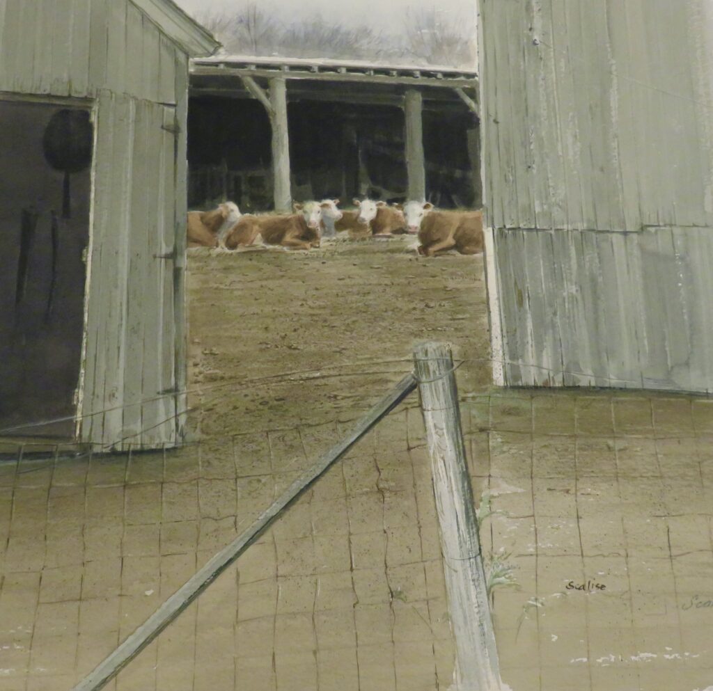Cows at Rest, Watercolor